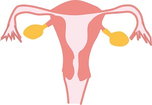 女性ホルモン卵巣のイメージイラスト