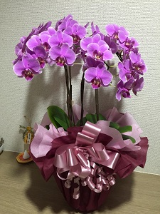 紫色のかわいいお花
