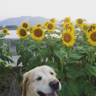 ひまわりと犬の写真