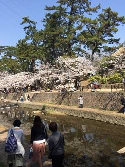 夙川の桜