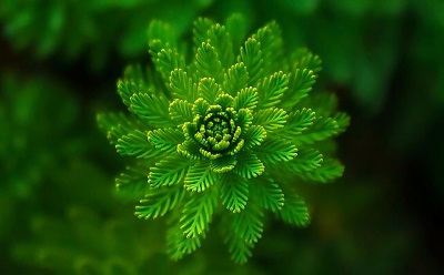アロマテラピー緑の葉っぱの写真
